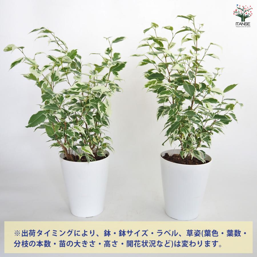 フィカス ベンジャミン スターライト 観葉植物 5号/1個売り リビング