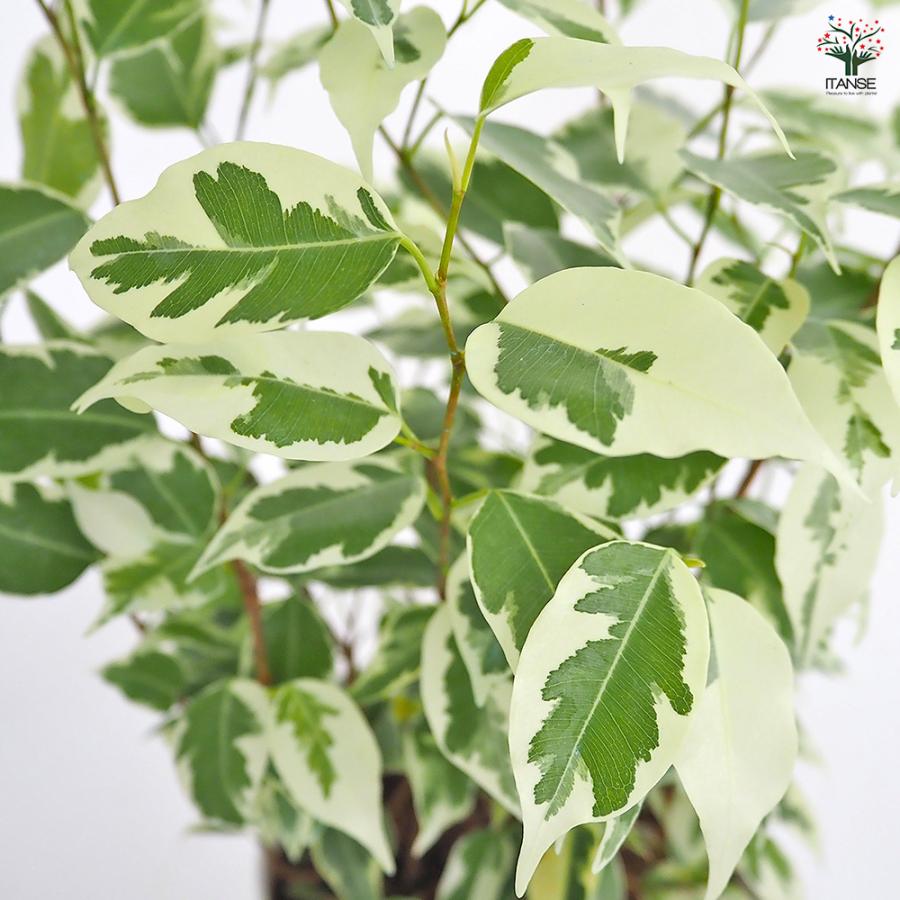 フィカス ベンジャミン スターライト 観葉植物 5号/1個売り リビング