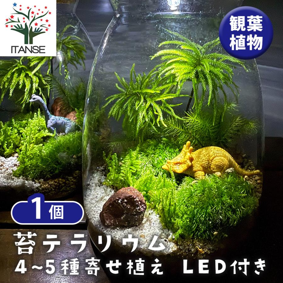 苔テラリウム 4〜5種寄せ植え LED付き 恐竜 観葉植物 /1個売り