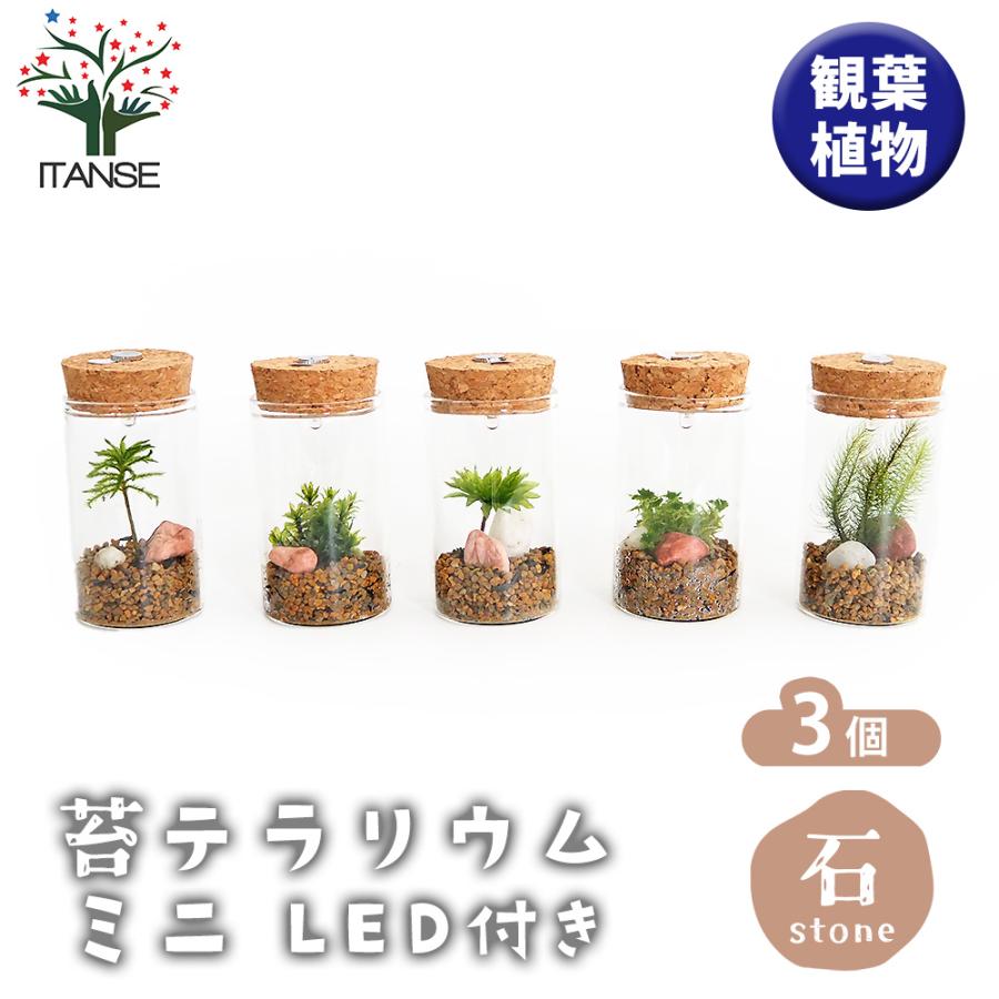苔テラリウム ミニ LED付き 石 観葉植物 /お買い得3個セット おしゃれ オシャレ 可愛い 鑑賞 観賞 コンテナガーデン インテリア