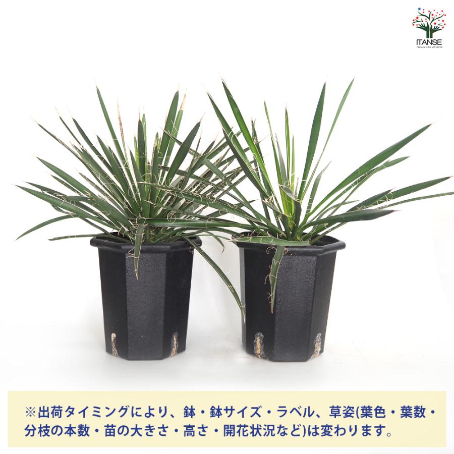 ユッカ フィリフェラ 観葉植物 8号/1個売り ゆっか リビング 事務所