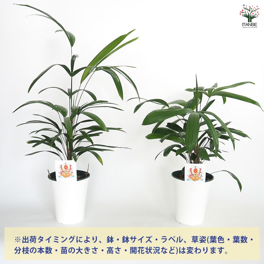 観音竹(カンノンチク) 観葉植物 5号/1個売り 観音竹 カンノンチク