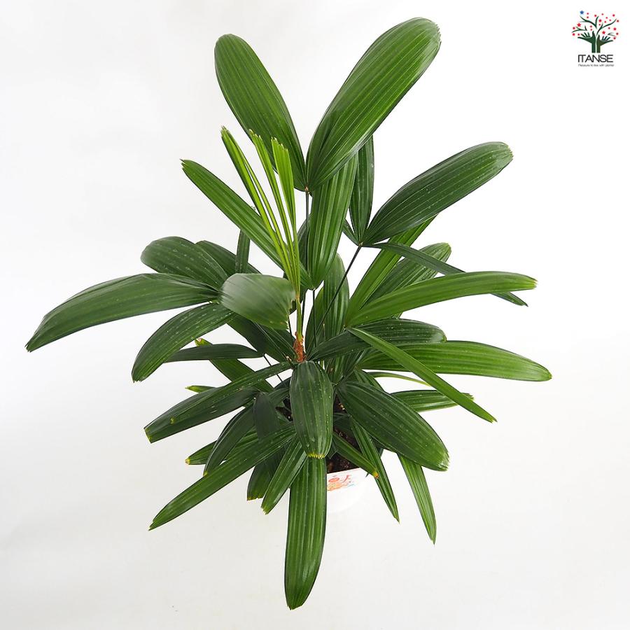 11【カンノンチク（観音竹） 約120cm】大型観葉植物｜西海岸インテリア｜リゾートスタイル｜BLUE DOOR PLANTS 大人気】シュロチク カンノンチク 観音竹 ヤシの木 観葉植物 室内 大型