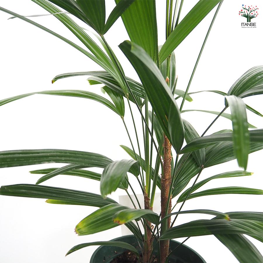 観音竹(カンノンチク) 観葉植物 5号/1個売り 観音竹 カンノンチク