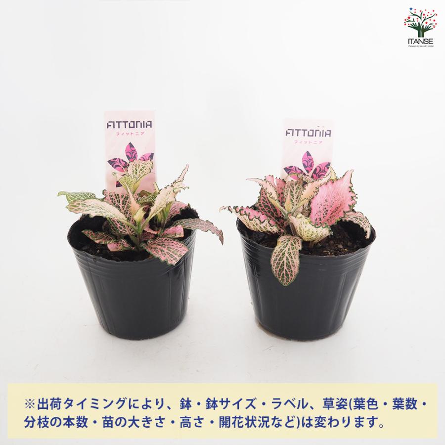 フィットニア ピンク 観葉植物 3号/お買い得4個セット アミメグサ 網目