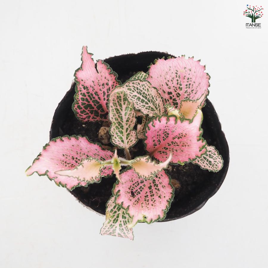 フィットニア ピンク 観葉植物 3号/お買い得4個セット アミメグサ 網目