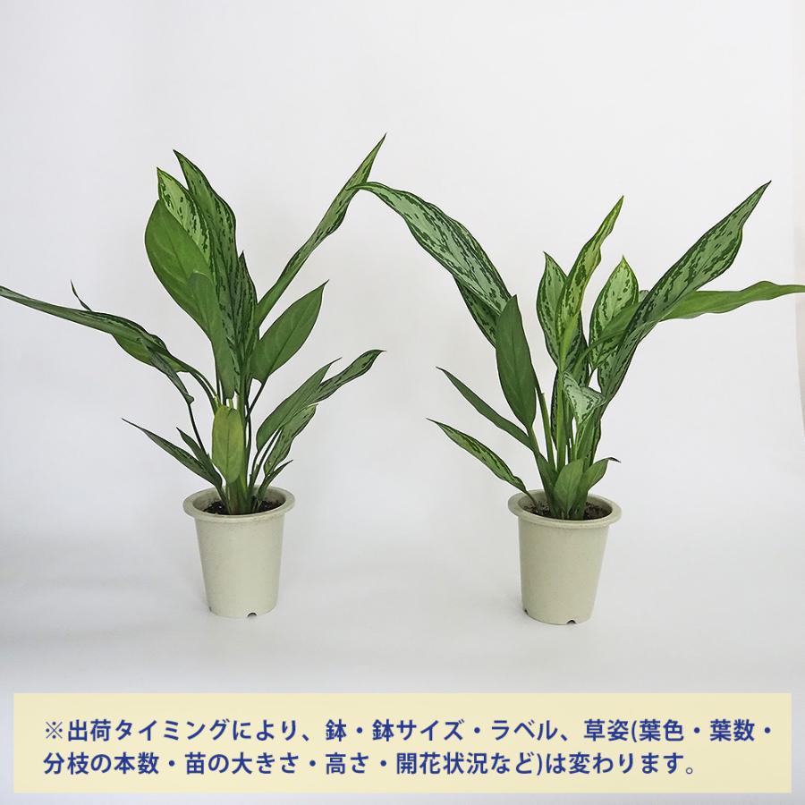 No.4【観葉植物♪】アグラオネマ シルバークイーン♥️ 園芸ネット本店