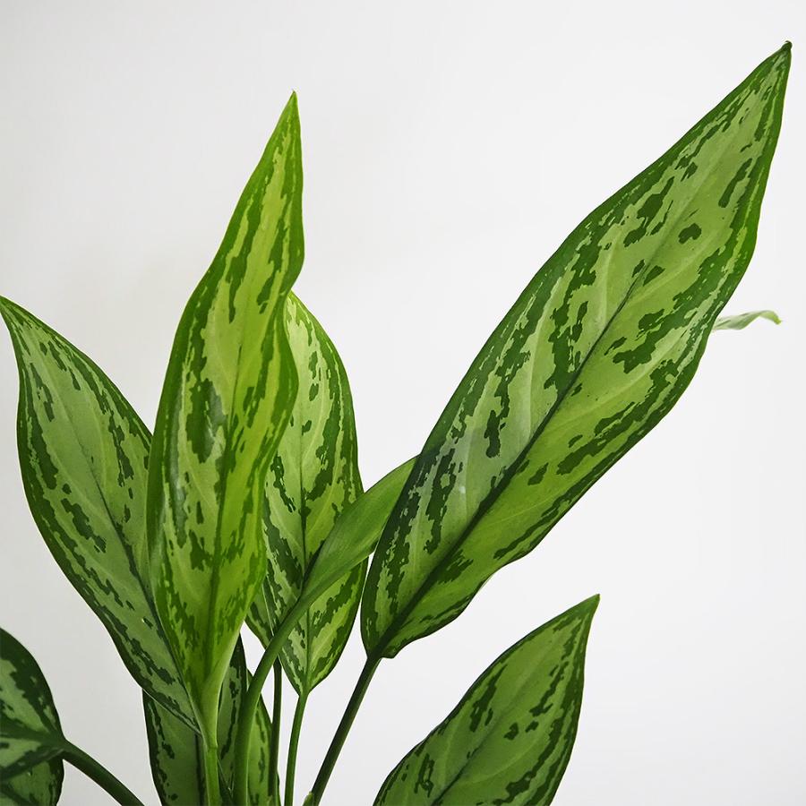アグラオネマ シルバークイーン 観葉植物 4号/1個売り Aglaonema