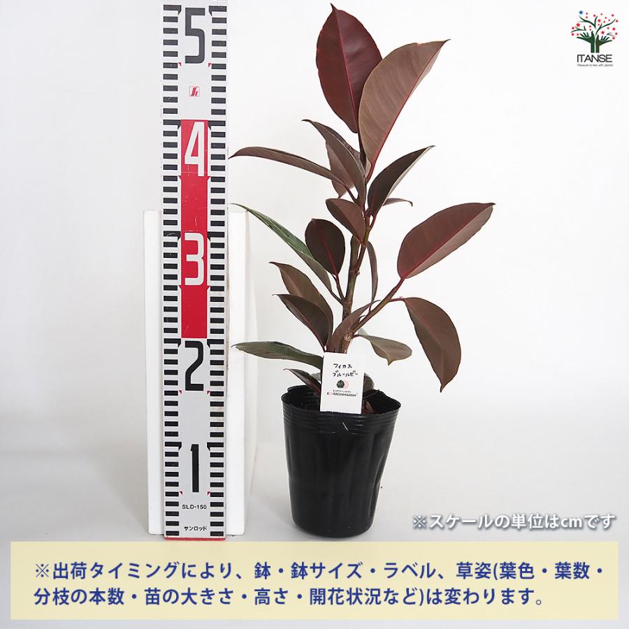 フィカス ブルールビー 観葉植物 4号/1個売り リビング オフィス 事務