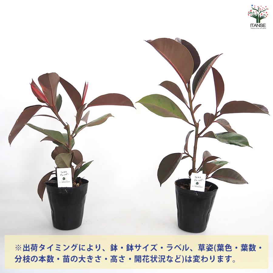 フィカス ブルールビー 観葉植物 4号/1個売り リビング オフィス 事務