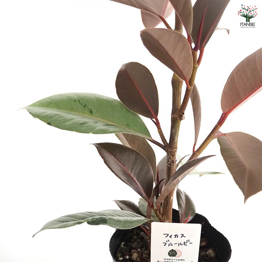 フィカス ブルールビー 観葉植物 4号/1個売り リビング オフィス 事務
