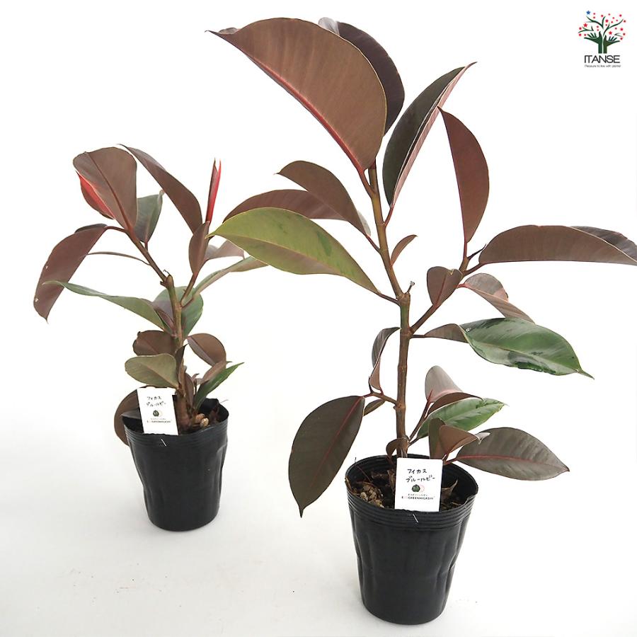 フィカス ブルールビー 観葉植物 4号/1個売り リビング オフィス 事務