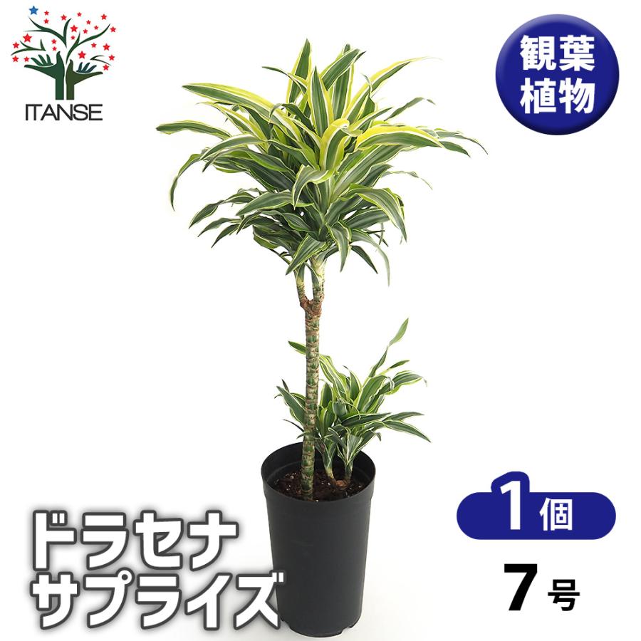 ドラセナ サプライズ 観葉植物 7号/1個売り リュウゼツラン キジカクシ