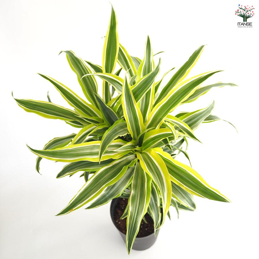 ドラセナ サプライズ 観葉植物 7号/1個売り リュウゼツラン キジカクシ