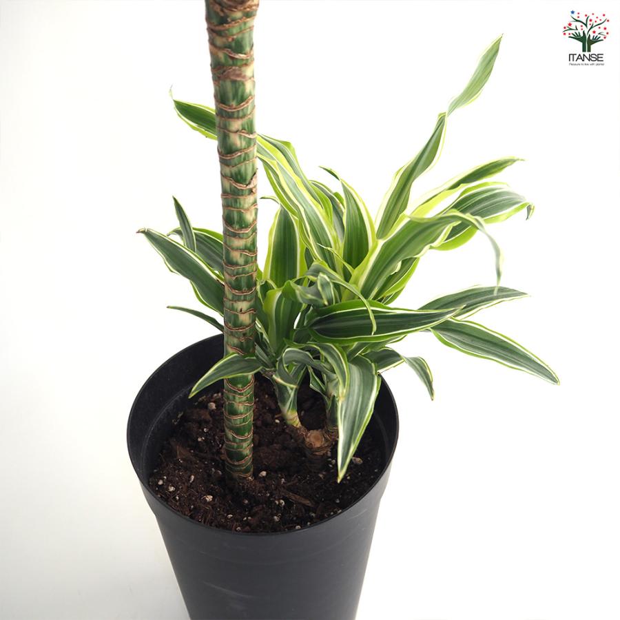 ドラセナ サプライズ 観葉植物 7号/1個売り リュウゼツラン キジカクシ