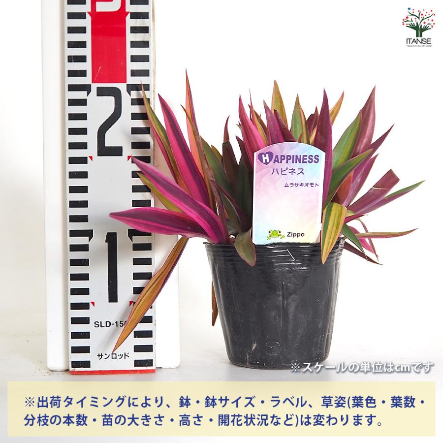 ムラサキオモト ハピネス 観葉植物 3.5号/お買い得4個セット ツユクサ