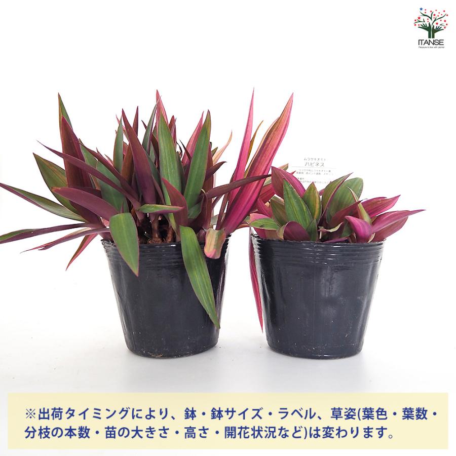 ムラサキオモト ハピネス 観葉植物 3.5号/お買い得4個セット ツユクサ