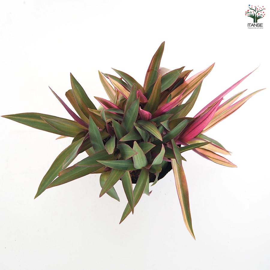 ムラサキオモト ハピネス 観葉植物 3.5号/お買い得4個セット ツユクサ