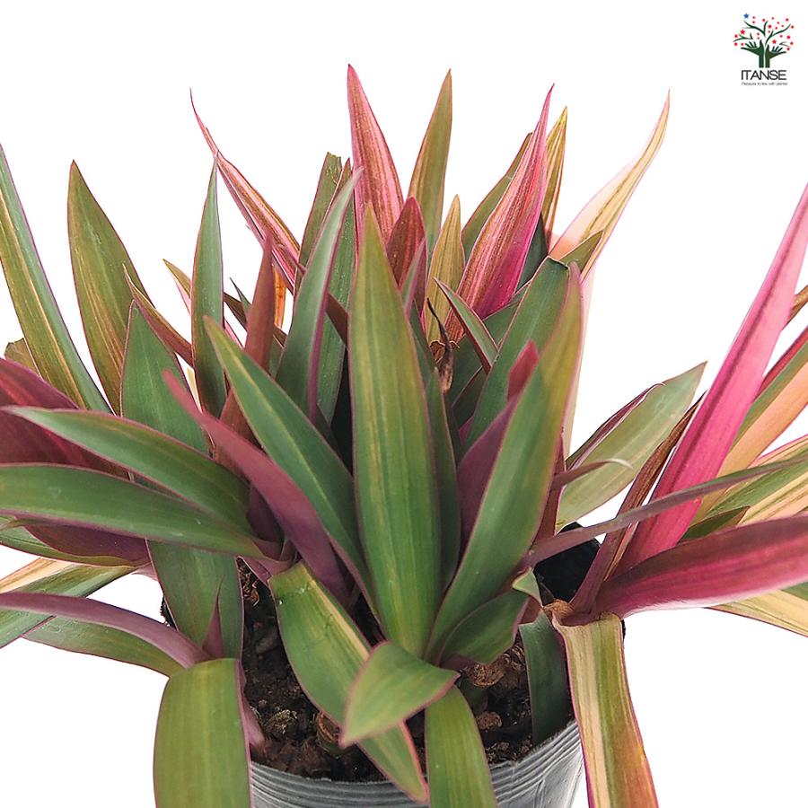 ムラサキオモト ハピネス 観葉植物 3.5号/お買い得4個セット ツユクサ