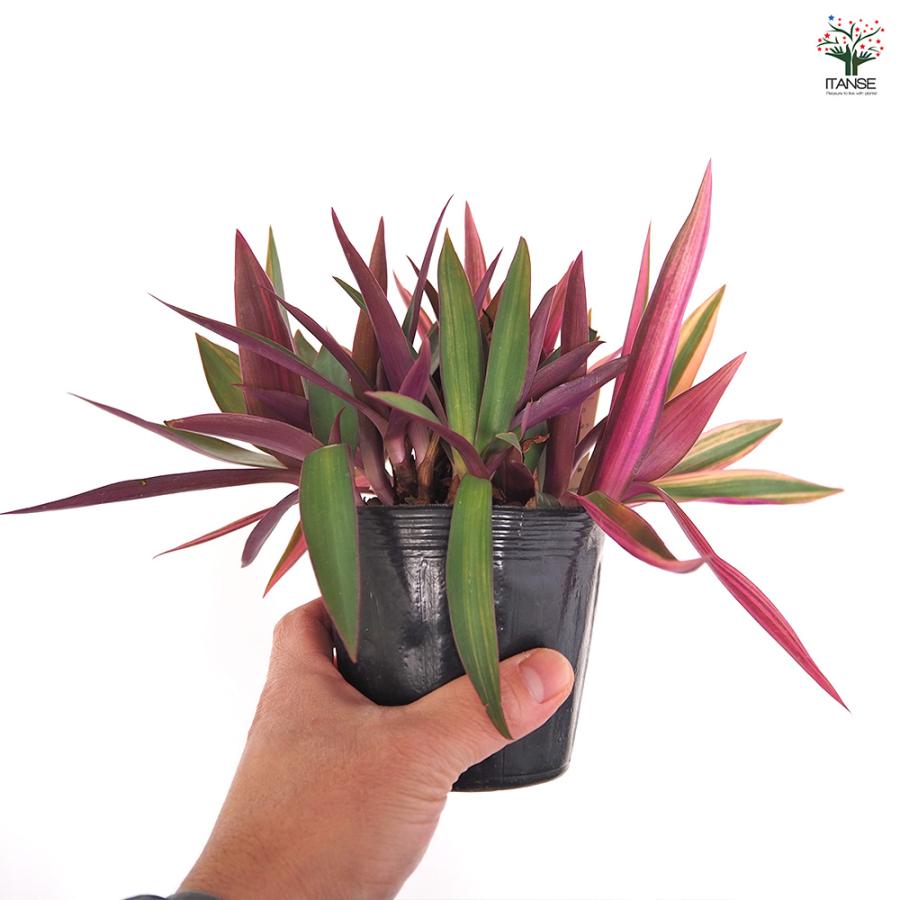 ムラサキオモト ハピネス 観葉植物 3.5号/お買い得4個セット ツユクサ