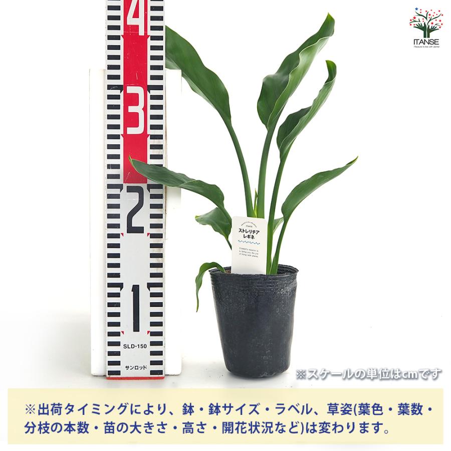 ストレリチア レギネ(極楽鳥花) 観葉植物 3号/1個売り 観葉 インテリア