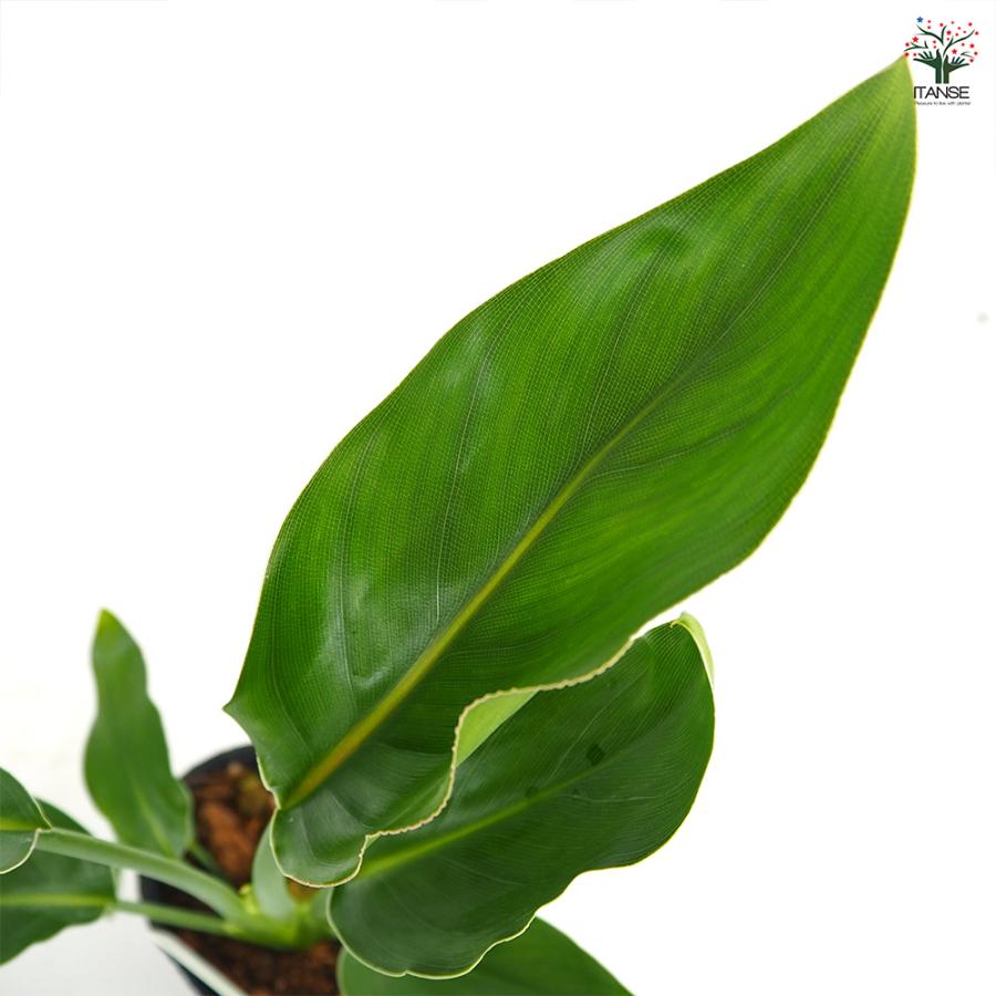 【群馬県までの引き取り限定】極楽鳥花　観葉植物 蕾あり ストレリチア レギネ(極楽鳥花) 観葉植物 3号/1個売り 観葉 インテリア