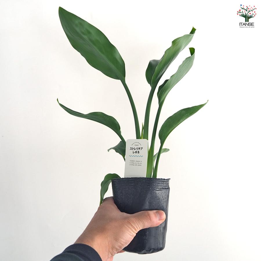 ストレリチア レギネ(極楽鳥花) 観葉植物 3号/1個売り 観葉 インテリア