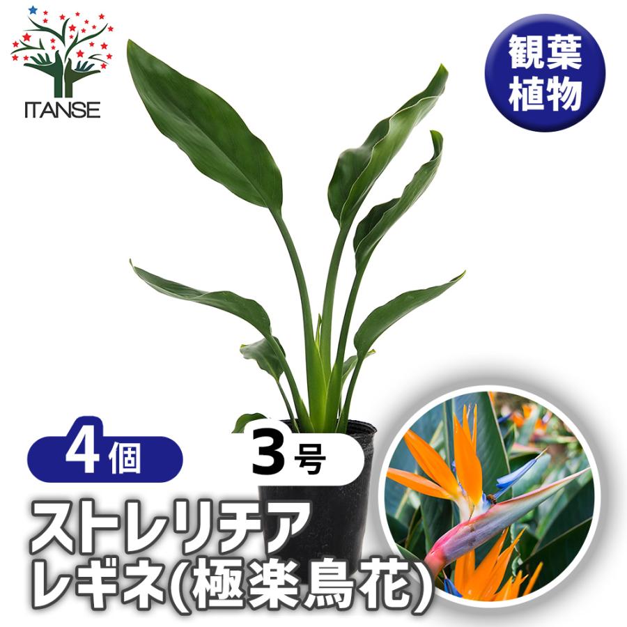 ストレリチア レギネ(極楽鳥花) 観葉植物 3号/お買い得4個セット 観葉