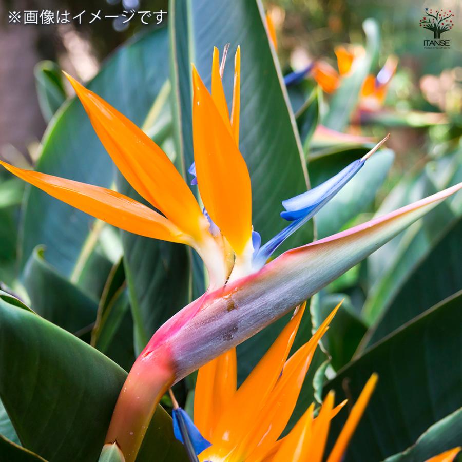 ストレリチア レギネ(極楽鳥花) 観葉植物 3号/お買い得4個セット 観葉