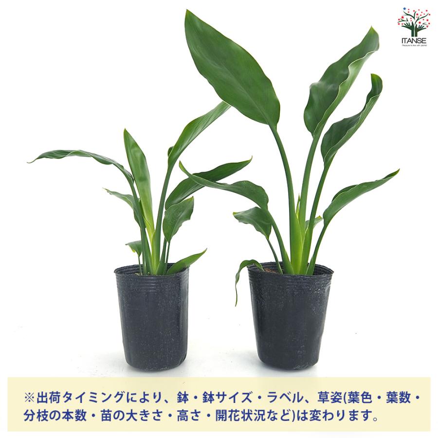 ストレリチア レギネ(極楽鳥花) 観葉植物 3号/お買い得4個セット 観葉