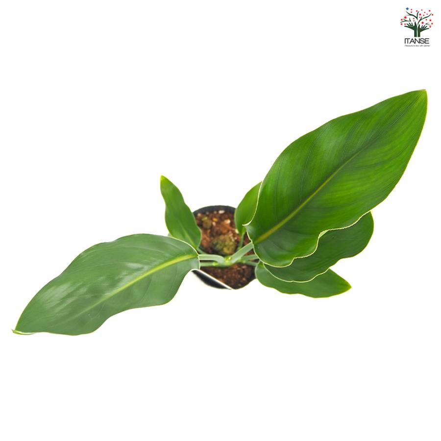 ストレリチア レギネ(極楽鳥花) 観葉植物 3号/お買い得4個セット 観葉