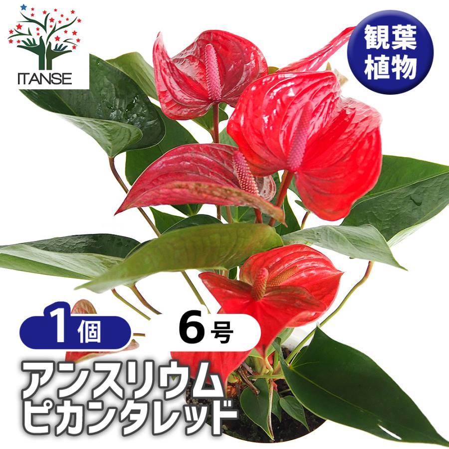 2026年最新】Yahoo!オークション - anthurium(花、園芸)の中古品・新品
