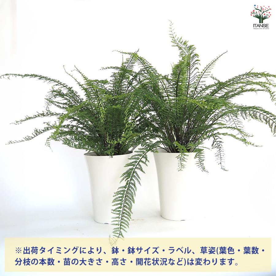 シダ植物 シダ プラスチックファン 観葉植物 7号/1個売り トキワシノブ 常磐忍