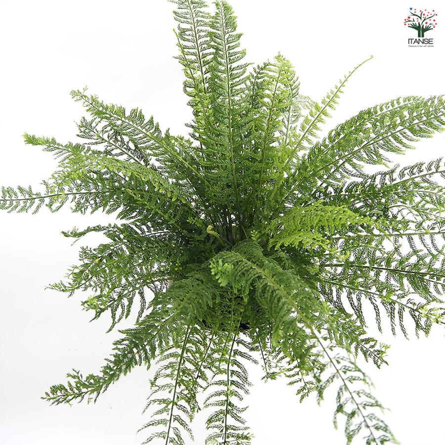 シダ プラスチックファン 観葉植物 7号/1個売り トキワシノブ 常磐忍