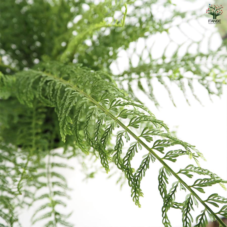 シダ植物 シダ プラスチックファン 観葉植物 7号/1個売り トキワシノブ 常磐忍