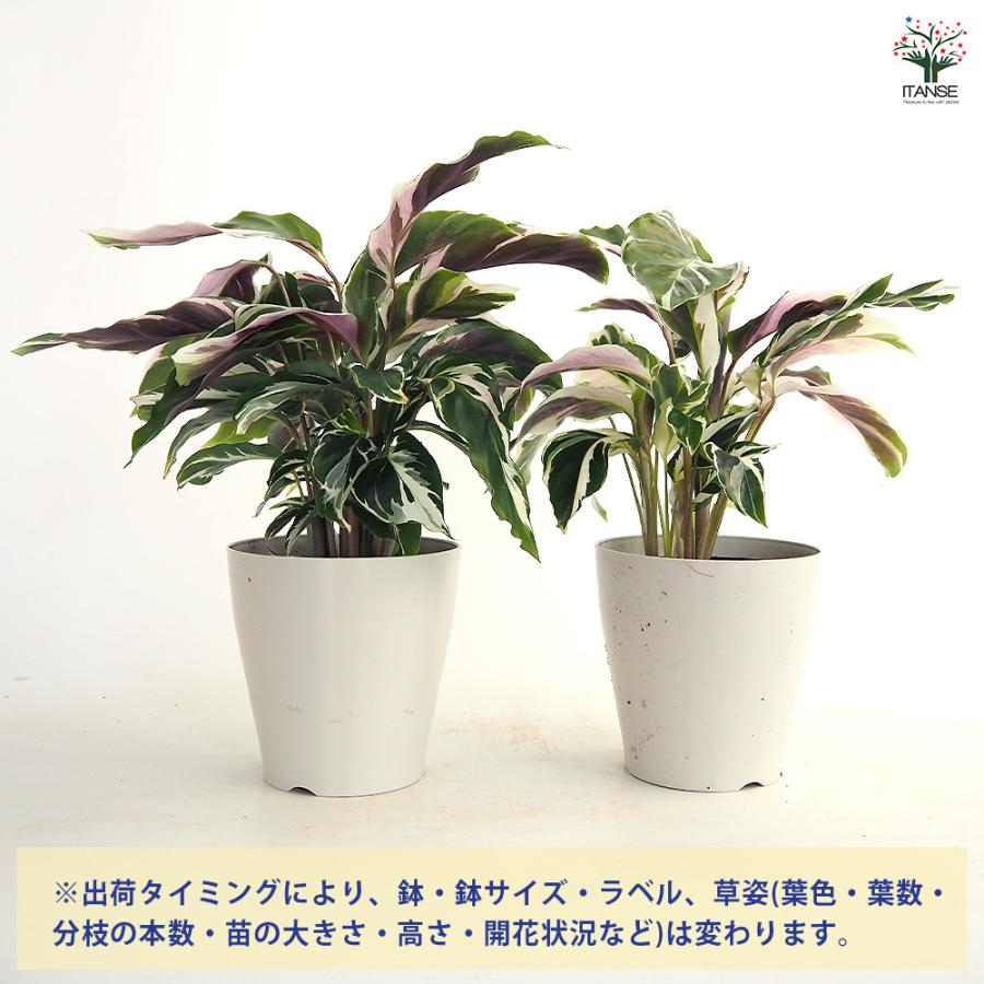 カラテア ホワイトフュージョン 陶器鉢付き ① カラテア ホワイト フュージョン「Calathea 'White Fusion'」54L |