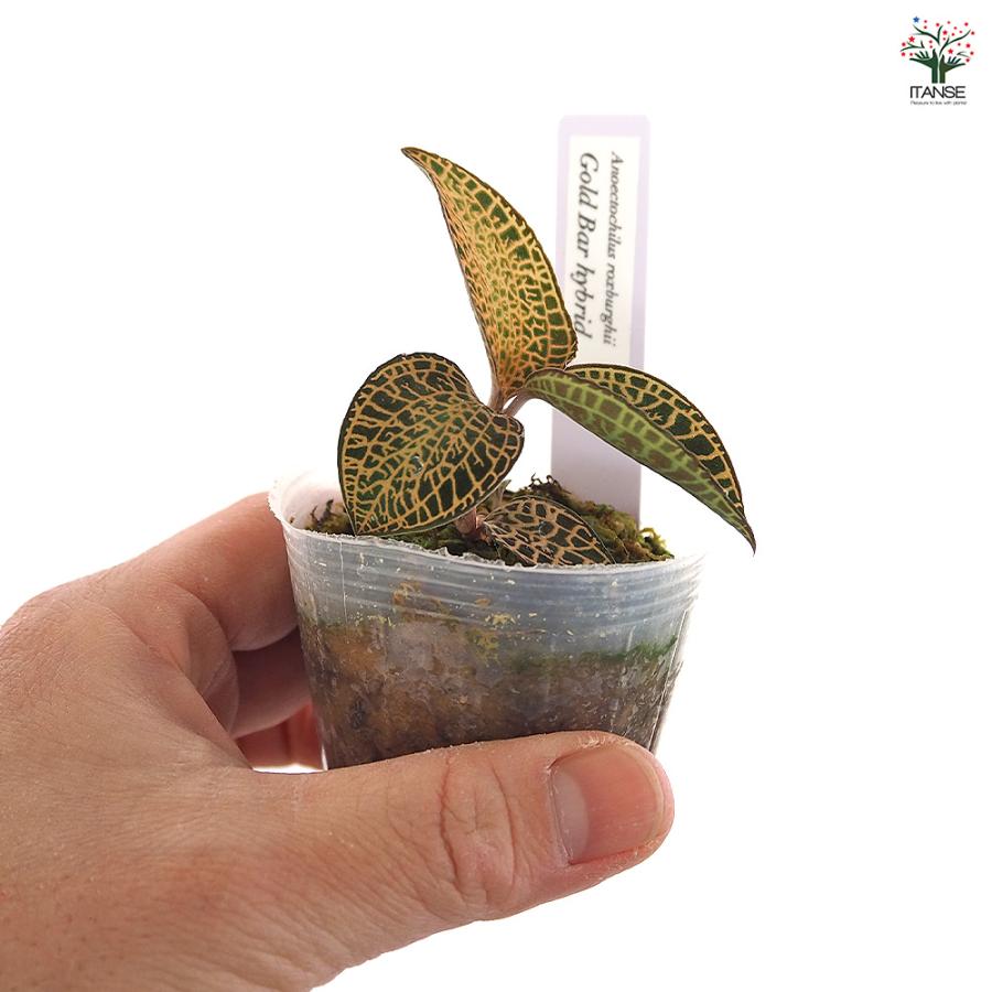 アネクトキルス ゴールドバーhybrid【立光】 観葉植物 2号/1個売り