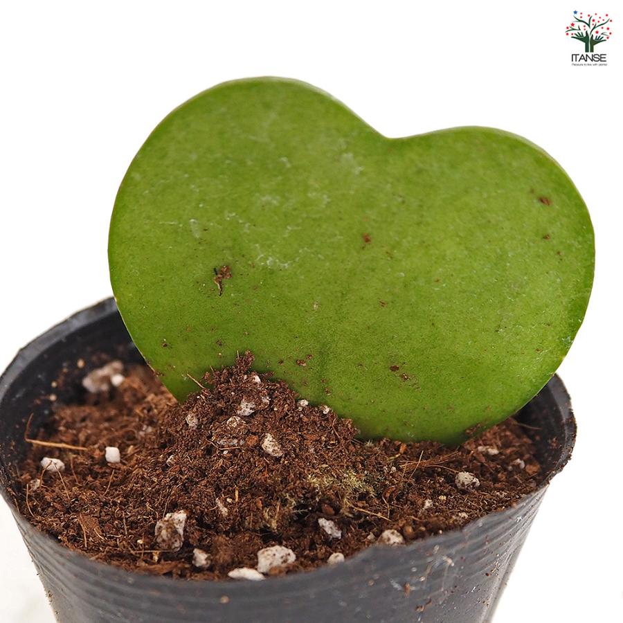ハートホヤ 単色 観葉植物 2号/お買い得8個セット 観葉 ガーデニング