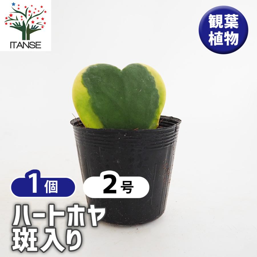 ハートホヤ 斑入り 観葉植物 2号/1個売り 観葉 ガーデニング