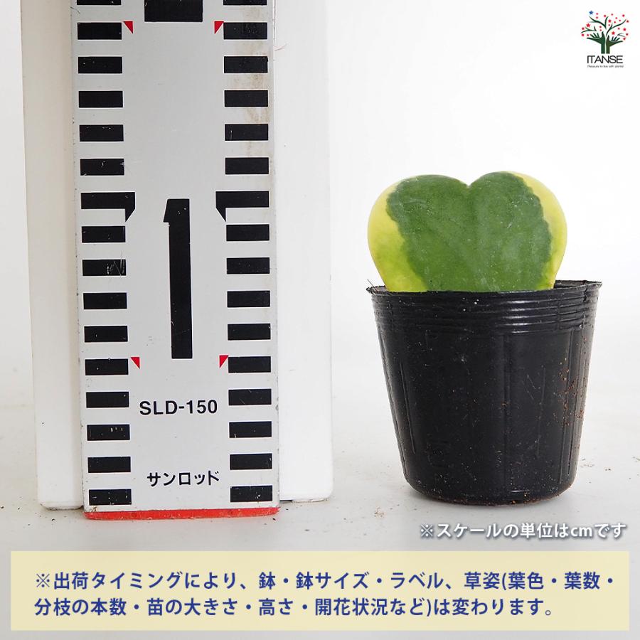 ハートホヤ 斑入り 観葉植物 2号/お買い得8個セット 観葉 ガーデニング