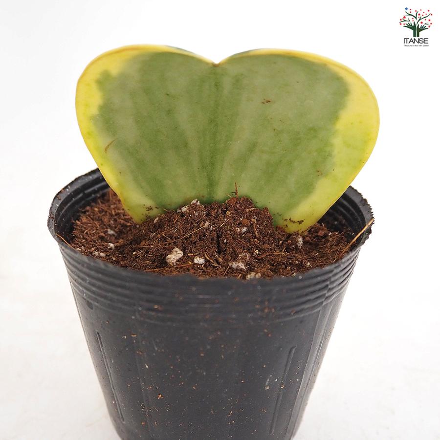 ハートホヤ 斑入り 観葉植物 2号/お買い得8個セット 観葉 ガーデニング