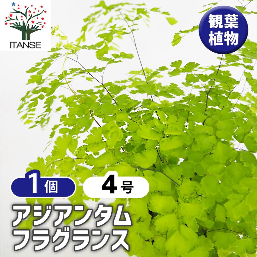 アジアンタム フラグランス 観葉植物 4号/1個売り リビング オフィス 事務所 インテリア 大型 おしゃれ 初心者 育てやすい ガーデニング 御祝（Yahoo!・野菜苗・植物・青果物販売のITANSE）