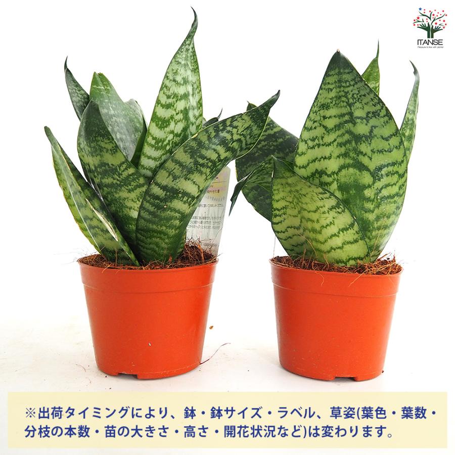 サンスベリア グリーンハニー 観葉植物 3号/1個売り リビング オフィス