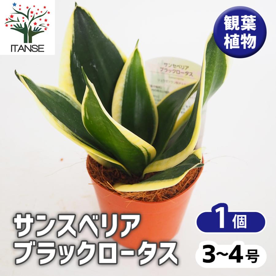 サンスベリア ブラックブラジリアン　バリエガータ　綴化 サンスベリア ブラックロータス 観葉植物 3号/1個売り リビング