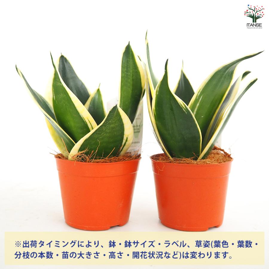 サンスベリア ブラックロータス 観葉植物 3号/1個売り リビング
