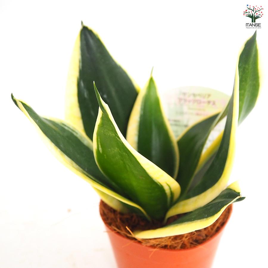 サンスベリア ブラックロータス 観葉植物 3号/お買い得2個セット