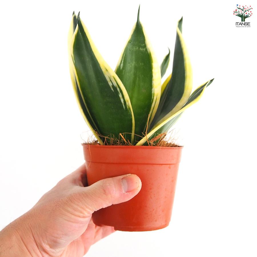 サンスベリア ブラックロータス 観葉植物 3号/お買い得2個セット