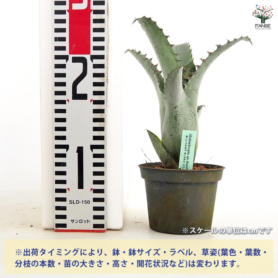 ホヘンベルギア サンドラズマウンテン 観葉植物 3.5号/1個売り タンク