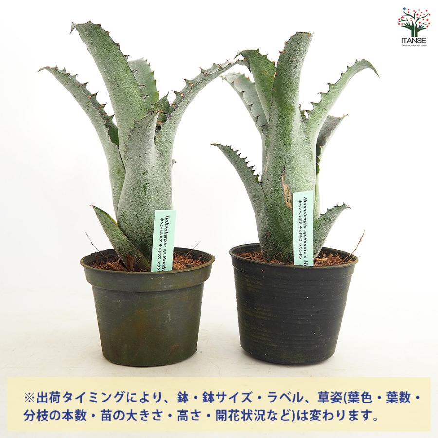 ホヘンベルギア サンドラズマウンテン 観葉植物 3.5号/1個売り タンク