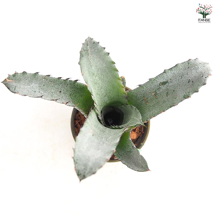 ホヘンベルギア サンドラズマウンテン 観葉植物 3.5号/1個売り タンク